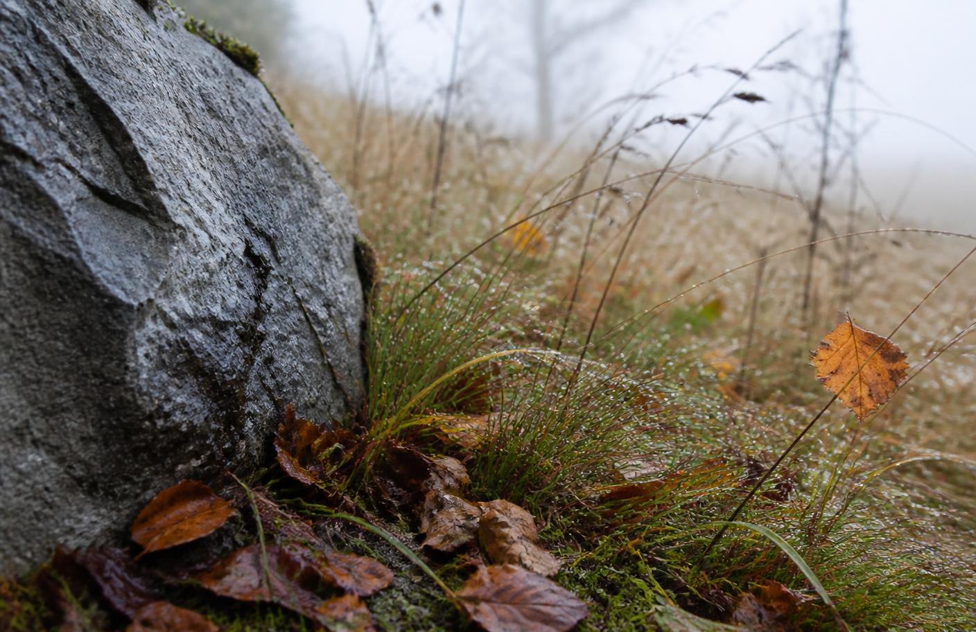 Kalter Stein und feuchtes Gras im Herbst